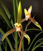 Cym. (goeringii x kanran) (CYM12) (Hybrid)