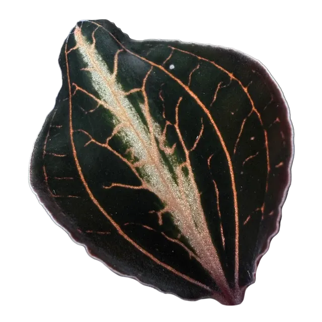Anoectochilus lylei 'Brown' (Anoectochilus)