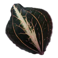 Anoectochilus lylei 'Brown'