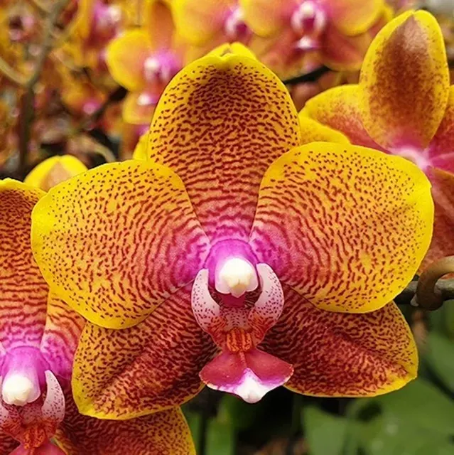 Phalaenopsis Sogo Lawrence - Flori Parfumate