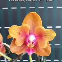 Phal. Charming Little Gold '3657', Mericlone, Mature Size, FREE Shipping