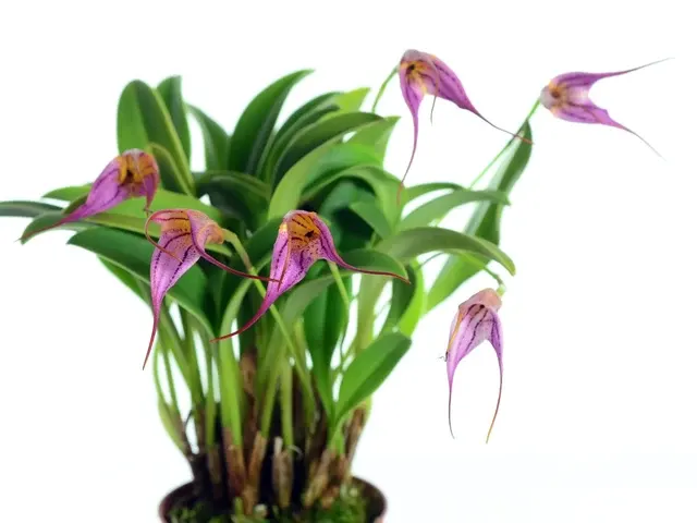 Masdevallia Juan Del Hierro (Masdevallia)