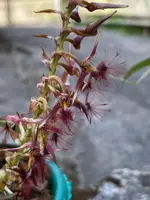 Bulbophyllum barbigerum
