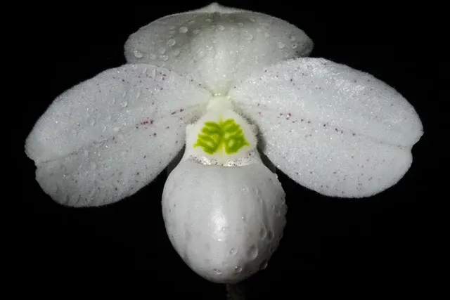 Paphiopedilum Hung Sheng Thaianum 3in