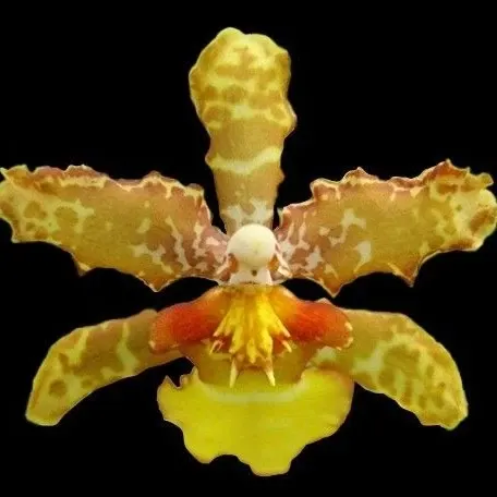 Wilsonara Guann Shin Howard 'Chameleon' (Wilsonara)