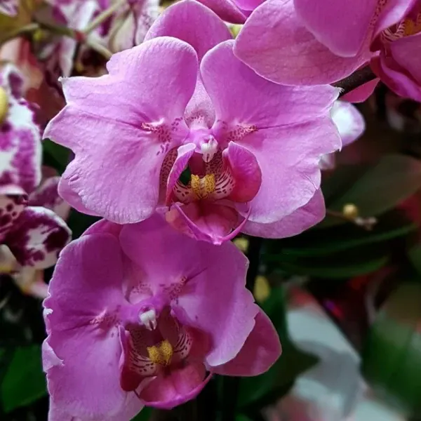 Phalaenopsis Elastic Love