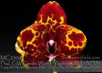 Phal. GW Green World 'Yaphon AM/AOS ' (Tying Shin Wonder ' Shiuhdon' BM/TOGA x Haur Jin Princess ' Harlequin Gold ' )
