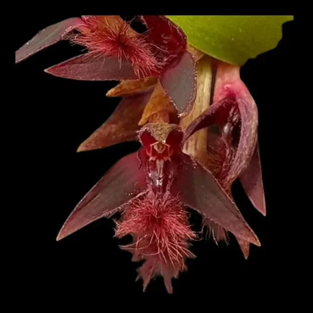 Bulbophyllum tremulum (Bulbophyllum)