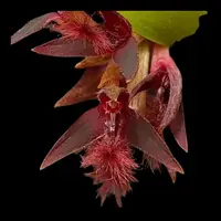 Bulbophyllum tremulum
