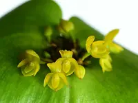 Pleurothallis coriacardia yellow