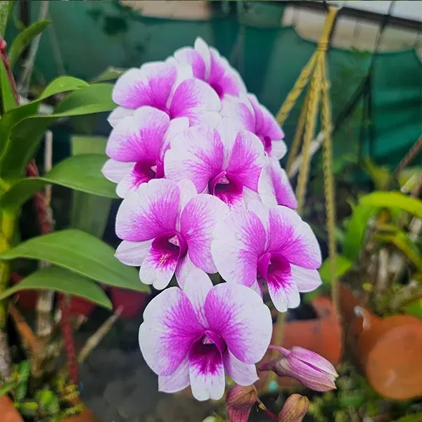 Dendrobium Yaya Compactum
