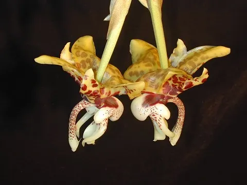 Stanhopea hernandezii (Stanhopea)