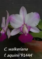 C. walkeriana ( f. aquinii 'F1444' x f. picoty 'Smile Happy Love' ) (L1082) (Cattleya - - walkeriana ) SS