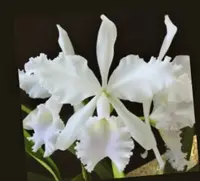 C. warscewiczii ( f. quasi-alba x alba 'Veronica') (C2166) (Cattleya - - warscewiczii )