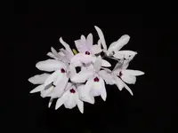 Laelia rubescens f. semialba