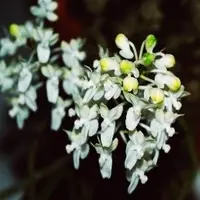 Seidenfadenia mitrata var. alba (Bushy) sp.
