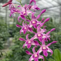 Dendrobium Caesar Jumbo Pink 27 Medium Size