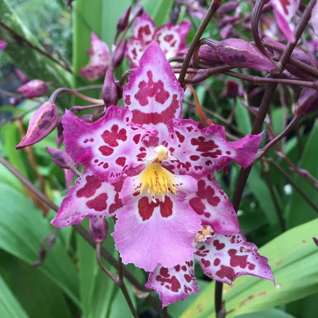 Wilsonara Calico Gem