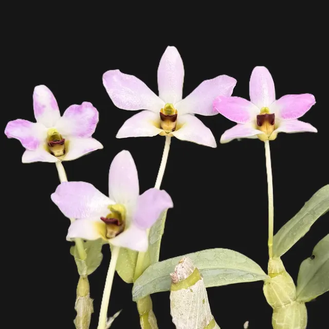 Dendrobium trantuanii (Dendrobium)