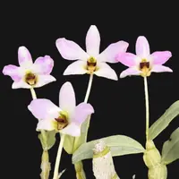 Dendrobium trantuanii – Blooming Size