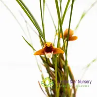 Maxillaria Sanguinea