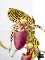 Paph. Vanguard's Lebeau — Blooming size (4" pot)