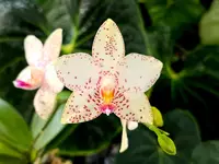 Phal. Brother Prince 'Hai Tony'