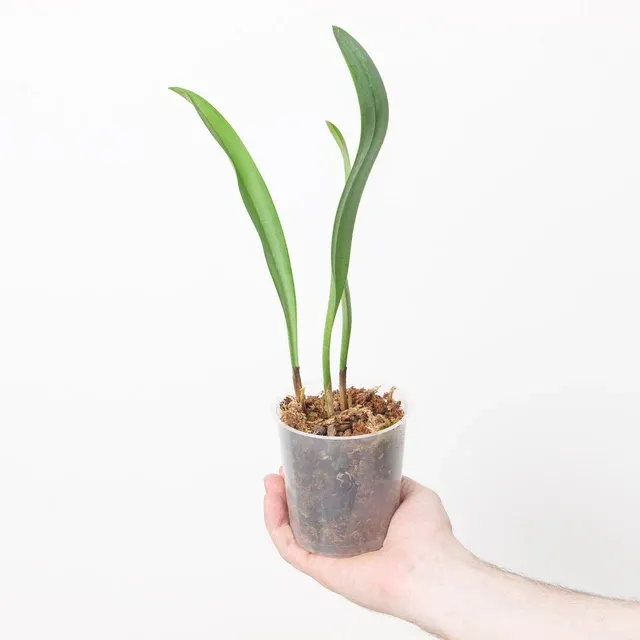 Bulbophyllum gibbosum