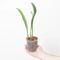 Bulbophyllum gibbosum