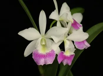 Brassocattleya Hawaii Stars 'Hsinying' (Brassocattleya)