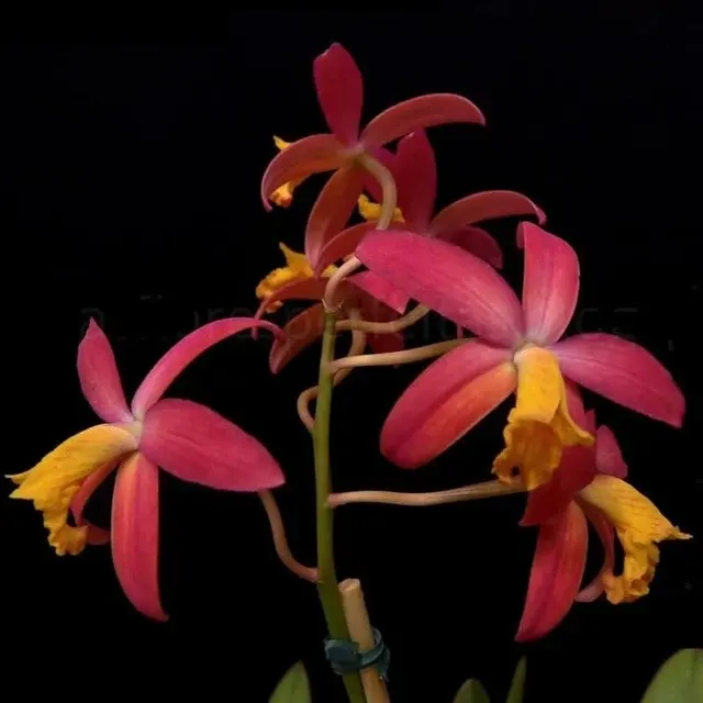 Cattleya longipes x