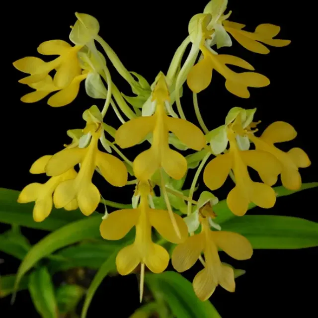 Habenaria rhodocheila 'Yellow'