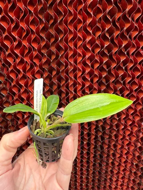 Cattleya intermedia v. orlata coerulea (Cattleya)