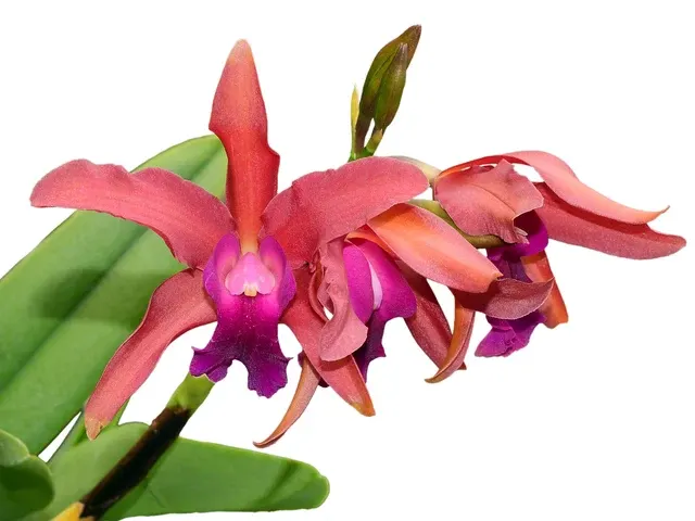 Laeliocattleya Scott Blount (Laeliocattleya)