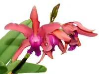 Laeliocattleya Scott Blount