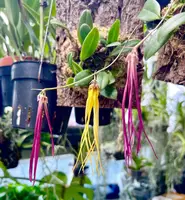 Bulbophyllum plumatum
