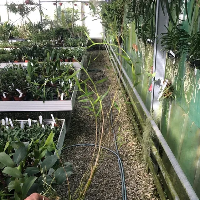 Dendrobium aurantiflammeum (Dendrobium)