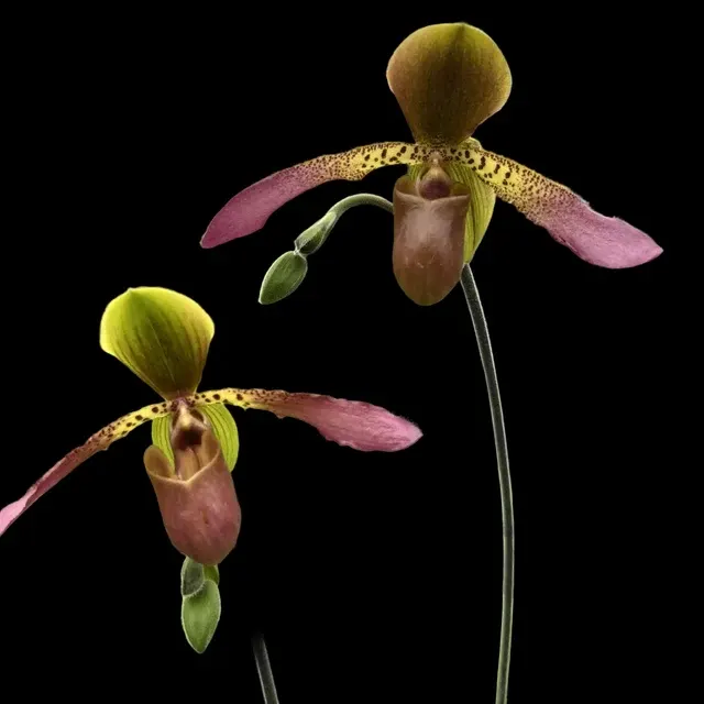 Paphiopedilum glaucophyllum x lowii (Paphiopedilum)