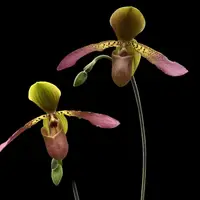 [Bare-root] #PH# Paph. glaucophyllum x lowii 苍叶x楼氏 [2.4" BS][Oct in stock 26]