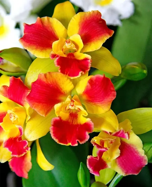 Rhyncattleanthe Burana Beauty (Rhyncattleanthe)