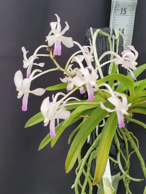 Vandachostylis Lou Sneary Pink (Vandachostylis)