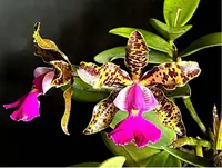 Cattleya Peckaviensis