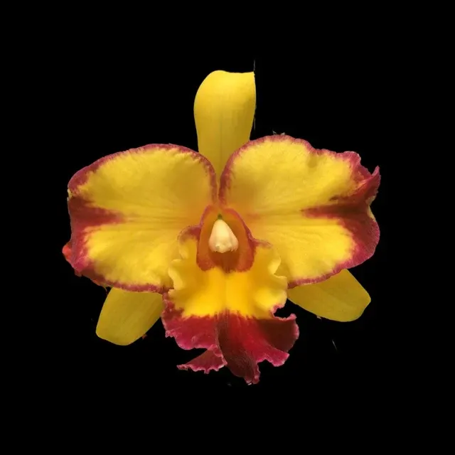 Cattleya Alliance: Rlc. Shang Ding Beauty (Cattleya)