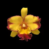 Cattleya Alliance: Rlc. Shang Ding Beauty