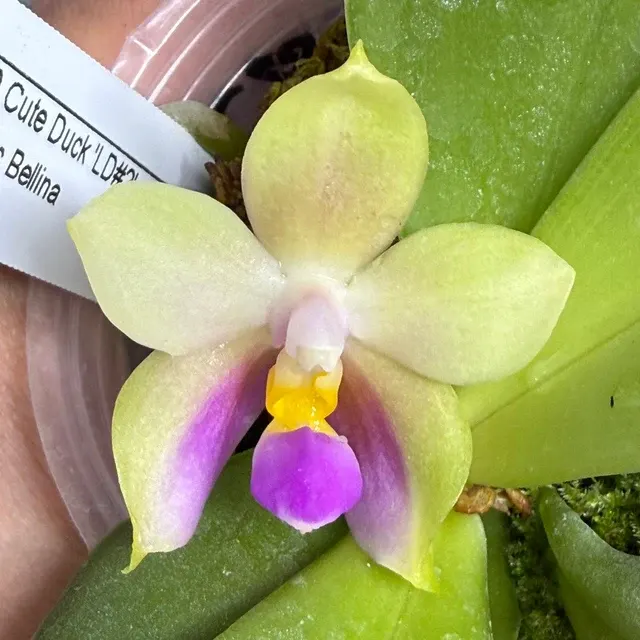 Phalaenopsis - Seed Grown 'LD#2' (Phalaenopsis)