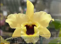Den. Tianmu Yellow Emperor 'Honey'