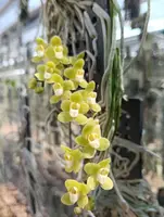 Chiloschista viridiflava ‘Matha Lampang’