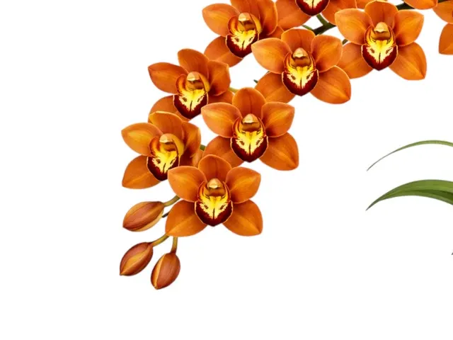 Cymbidium Betsy Terracota H00290 (Cymbidium)