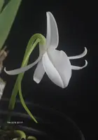 Jumellea major