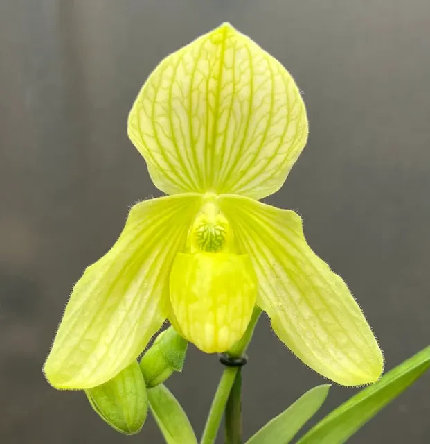 Paphiopedilum CLAIRE MARIE ALBUM (Paphiopedilum)